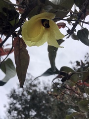 Hibiscus tiliaceus