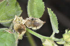 Diadasia