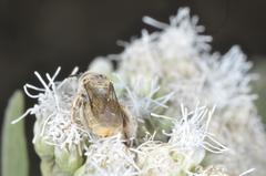 Diadasia
