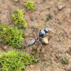 Myrmophyma