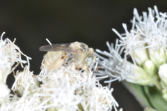 Diadasia