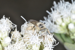 Diadasia