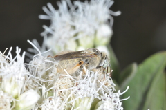 Diadasia