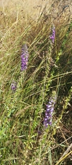 Lobelia fenestralis