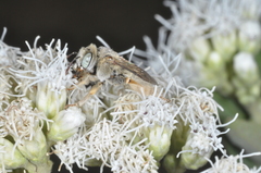 Diadasia