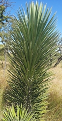 Yucca carnerosana