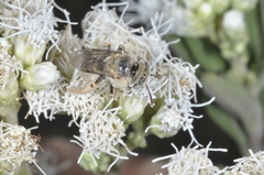 Diadasia