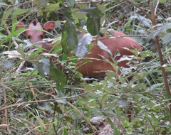 Cephalophorus natalensis natalensis