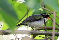 Arremon flavirostris