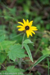 Rudbeckia hirta pulcherrima