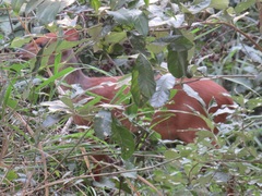 Cephalophorus natalensis natalensis