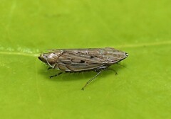 Flexamia