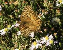 Euptoieta claudia
