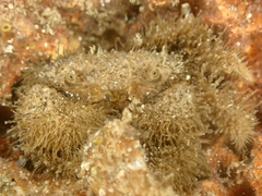 Pilumnus vespertilio