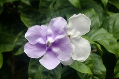 Brunfelsia pauciflora