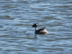 Podiceps occipitalis