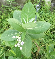 Calotropis gigantea