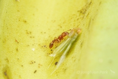 Tetramorium bicarinatum