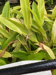 Heliconia psittacorum