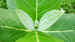 Calotropis gigantea