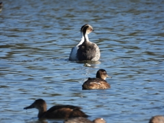 Podiceps occipitalis