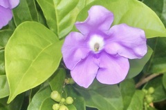 Brunfelsia pauciflora