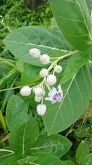 Calotropis gigantea