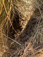 Aporrectodea limicola