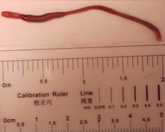 Aporrectodea limicola