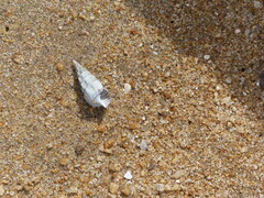 Pyrazus ebeninus