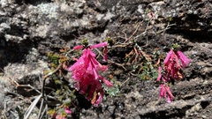 Epacris reclinata