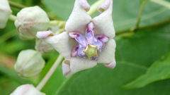 Calotropis gigantea