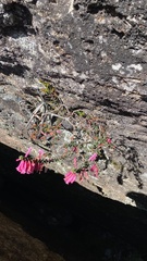 Epacris reclinata