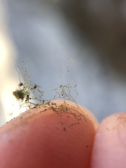 Crepidomanes intricatum