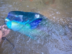 Chlorurus microrhinos