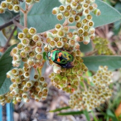 Scutiphora pedicellata