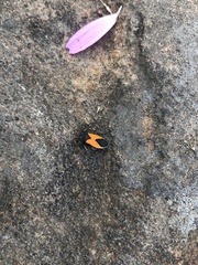 Melanopleurus bicolor