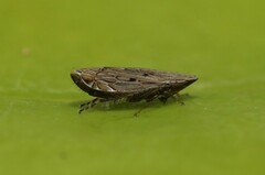 Flexamia