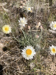 Leucochrysum albicans