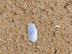 Hiatula alba