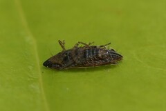 Flexamia