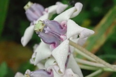 Calotropis gigantea