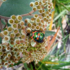 Scutiphora pedicellata