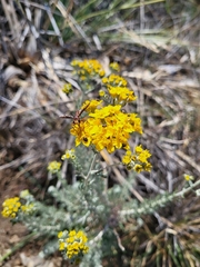 Physocephala burgessi