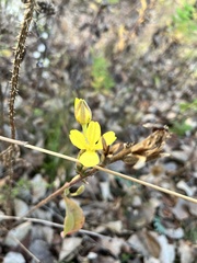 Oenothera villosa