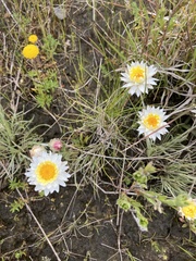 Leucochrysum albicans