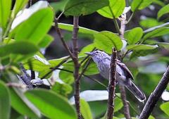 Herpsilochmus longirostris