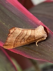 Datana contracta