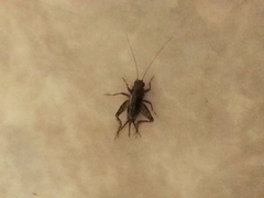 Eunemobius carolinus