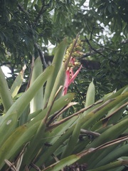 Aechmea aquilega
